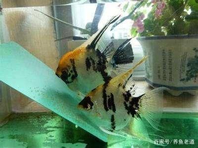 1.2米魚缸能養(yǎng)多少小型熱帶魚苗：1.2米的魚缸能養(yǎng)多少小型熱帶魚苗 魚缸百科 第1張