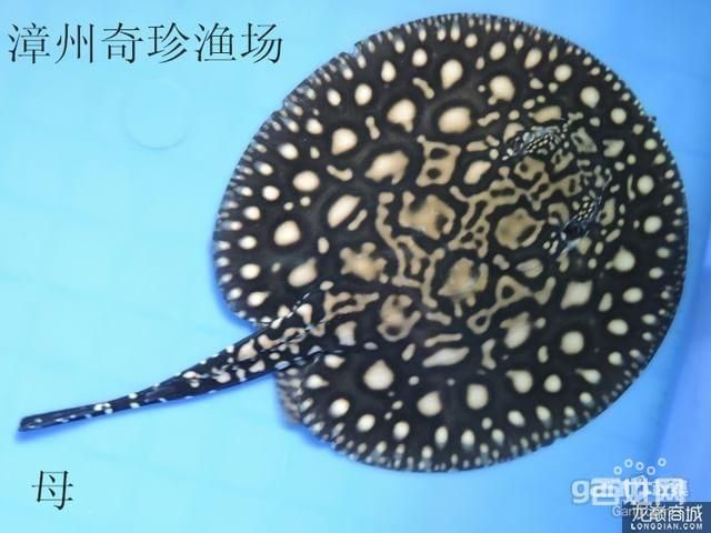 皇冠黑金魟魚(yú)特點(diǎn)：皇冠黑金魟魚(yú)以其獨(dú)特的外觀特征、生長(zhǎng)階段的要求