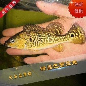 巴西亞魚多少錢一條：巴西亞魚的價格 巴西亞魚 第4張