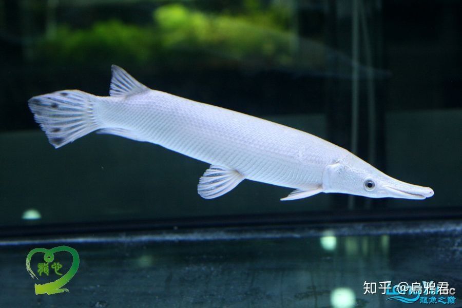 白化火箭魚能活多少年：白化火箭魚的壽命