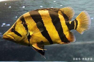 泰國虎魚吃什么食物為主：泰國虎魚吃什么食物為主，