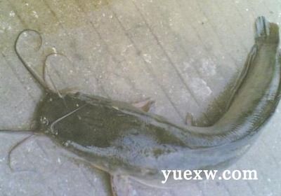 埃及魚(yú)和鯰魚(yú)區(qū)別：埃及魚(yú)和鯰魚(yú)有什么區(qū)別？