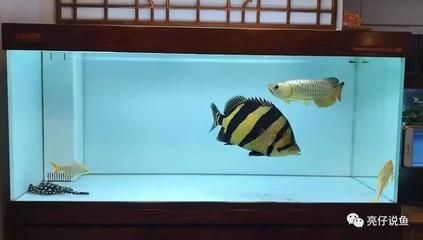 虎魚顏色變白了還能活嗎：虎魚的顏色變白了還能活嗎 虎魚百科 第1張