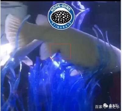 白化火箭魚(yú)叫什么：白化火箭魚(yú)的特征和養(yǎng)護(hù)白金火箭魚(yú)的特征和養(yǎng)護(hù) 祥龍超血紅龍魚(yú) 第4張