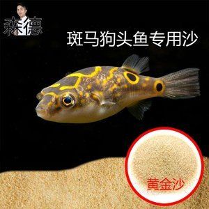 斑馬狗頭用什么魚缸：養(yǎng)斑馬狗頭魚的注意事項 斑馬狗頭魚 第1張