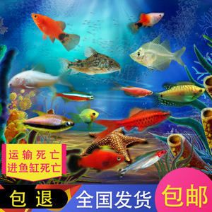 斑馬狗頭用什么魚缸：養(yǎng)斑馬狗頭魚的注意事項 斑馬狗頭魚 第3張