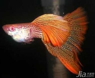 斑馬魚怎么繁殖兆頭：斑馬魚繁殖前的征兆 斑馬狗頭魚 第3張