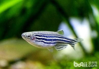 斑馬魚怎么繁殖兆頭：斑馬魚繁殖前的征兆 斑馬狗頭魚 第1張