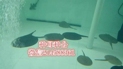 魟魚怎樣長得快些視頻：魟魚怎樣長得快些 魟魚百科 第2張