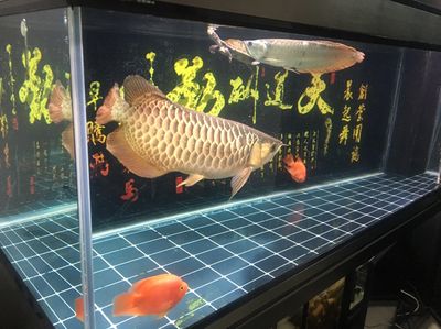 彩蝶魚缸水位線：彩蝶魚缸水位線調(diào)節(jié)方法 彩鰈魚缸（彩蝶魚缸） 第3張