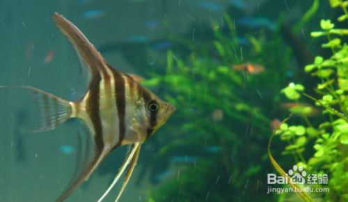 埃及神仙魚魚缸要求：埃及神仙魚的飼養(yǎng) 埃及神仙魚 第3張