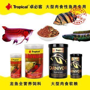 虎魚吃飼料嗎：虎魚可以接受一些肉類飼料，虎魚可以接受一些肉類飼料嗎 虎魚百科 第3張