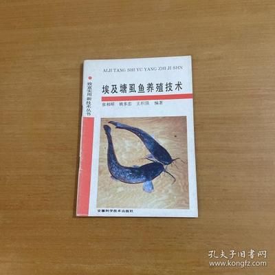 埃及塘虱魚：埃及塘虱魚的養(yǎng)殖方法 埃及神仙魚 第1張