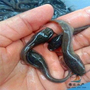 埃及塘虱魚：埃及塘虱魚的養(yǎng)殖方法 埃及神仙魚 第3張