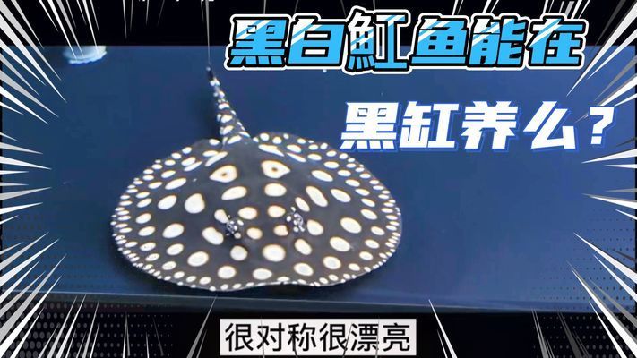 黑缸養(yǎng)魟魚好不好：黑缸養(yǎng)魟魚好不好黑缸養(yǎng)魟魚好不好