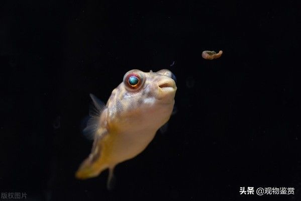 斑馬狗頭魚要不要氧氣泵：斑馬狗頭魚在飼養(yǎng)過程中需要考慮氧氣供應(yīng)嗎？ 斑馬狗頭魚