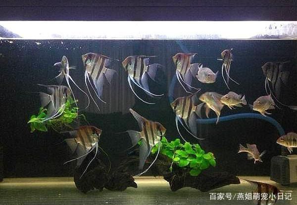 埃及神仙魚喜歡什么水質(zhì)的魚缸養(yǎng)魚：埃及神仙魚對(duì)水質(zhì)的要求 埃及神仙魚 第4張