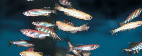 斑馬魚怎么賣掉魚缸：斑馬魚和魚缸選擇斑馬魚和魚缸時需要考慮到關鍵因素