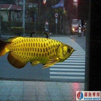 金龍魚專用燈排行第幾：金龍魚專用燈在京東上排行第幾？