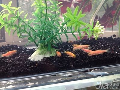 斑馬魚繁殖前兆：斑馬魚的繁殖前兆 斑馬狗頭魚 第2張