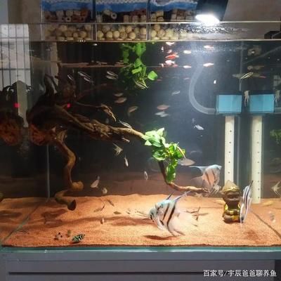 埃及神仙45高魚缸可以養(yǎng)嗎：埃及神仙魚的飼養(yǎng)注意事項 埃及神仙魚 第1張