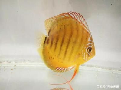 埃及神仙45高魚缸可以養(yǎng)嗎：埃及神仙魚的飼養(yǎng)注意事項 埃及神仙魚 第3張