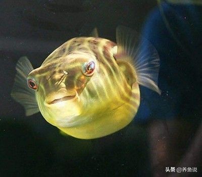 斑馬狗頭魚價(jià)格：不同大小的斑馬狗頭魚，價(jià)格從幾十元到上百元不等 斑馬狗頭魚 第1張