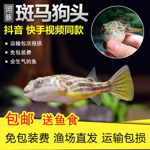 斑馬狗頭魚價格：不同大小的斑馬狗頭魚，價格從幾十元到上百元不等 斑馬狗頭魚 第2張