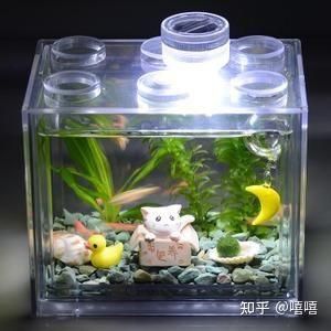 斑馬魚幾天換一次水小魚缸：斑馬魚的換水頻率一般多久一次？