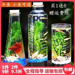 斑馬魚幾天換一次水小魚缸：斑馬魚的換水頻率一般多久一次？