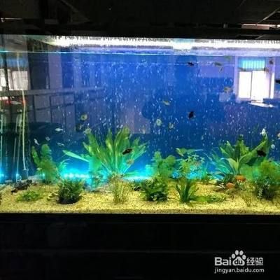 大型魚缸漏水怎么辦呢：大型魚缸漏水怎么處理大型魚缸漏水的方法和方法 魚缸百科 第3張