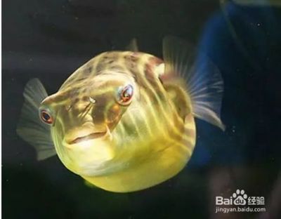 斑馬狗頭幼魚(yú)飼養(yǎng)吃什嗎：斑馬狗頭幼魚(yú)的飲食和養(yǎng)殖方法 斑馬狗頭魚(yú) 第3張