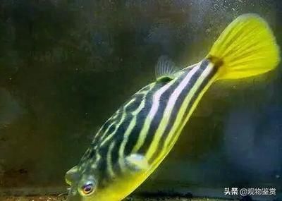 斑馬狗頭幼魚(yú)飼養(yǎng)吃什嗎：斑馬狗頭幼魚(yú)的飲食和養(yǎng)殖方法 斑馬狗頭魚(yú) 第2張