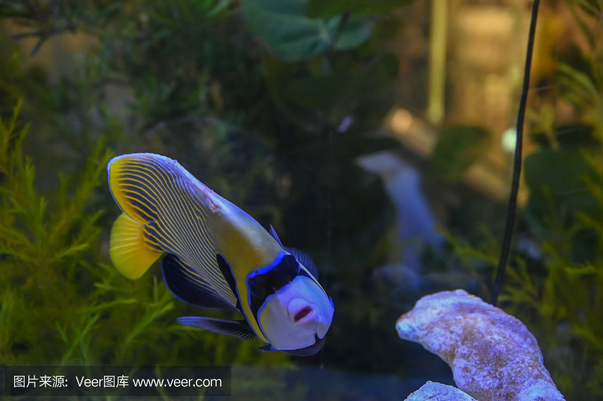 埃及神仙魚魚缸背景圖：埃及神仙魚的特征和飼養(yǎng)方法 埃及神仙魚 第4張