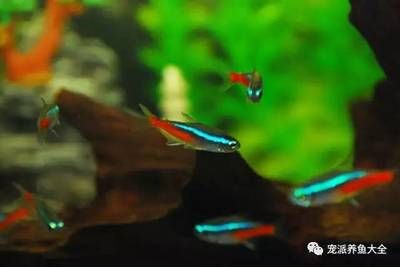 寶蓮燈魚魚缸造景：寶蓮燈魚如何造景？