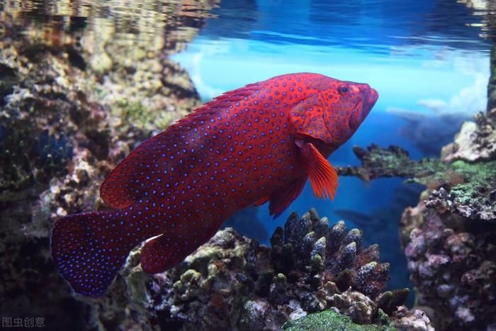 埃及神仙魚(yú)野生人工區(qū)別：如何區(qū)分野生埃及神仙魚(yú)和人工埃及神仙魚(yú)？ 埃及神仙魚(yú) 第1張