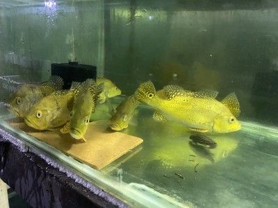 巴西亞魚能吃嗎好吃嗎：巴西亞魚可以作為食物來源嗎？ 巴西亞魚 第4張