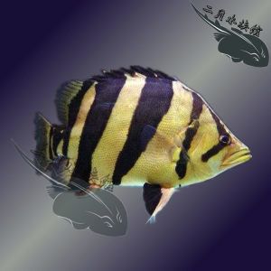 虎魚養(yǎng)幾條最好看圖片：虎魚養(yǎng)幾條最好看 虎魚百科 第2張