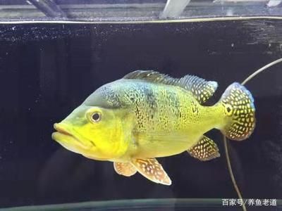 巴西亞魚怎么養(yǎng)噴金：巴西亞魚的噴金現(xiàn)象和注意事項(xiàng) 巴西亞魚 第1張