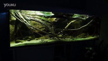 埃及神仙魚缸造景 埃及神仙魚 第1張