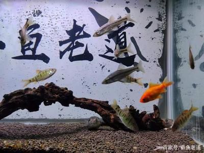 斑馬狗頭需要多大魚缸飼養(yǎng)：小斑馬狗頭魚的飼養(yǎng)技巧小斑馬狗頭魚的飼養(yǎng)技巧 斑馬狗頭魚 第2張