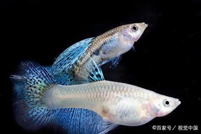 白化觀賞魚用什么燈比較好呢：對于白化觀賞魚，燈的選擇需要考慮到魚的生理需求和生活環(huán)境的模擬 水族燈（魚缸燈） 第4張