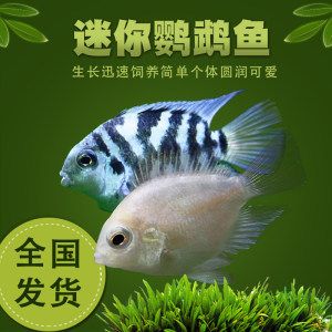 白化觀賞魚用什么燈比較好呢：對于白化觀賞魚，燈的選擇需要考慮到魚的生理需求和生活環(huán)境的模擬 水族燈（魚缸燈） 第3張