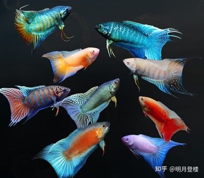 白化觀賞魚用什么燈比較好呢：對于白化觀賞魚，燈的選擇需要考慮到魚的生理需求和生活環(huán)境的模擬 水族燈（魚缸燈） 第1張