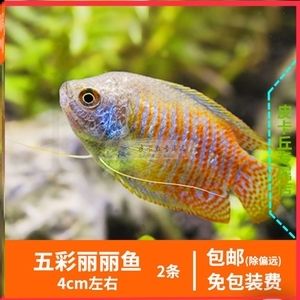 埃及神仙魚可以長多大的魚缸里面：埃及神仙魚的生長與魚缸大小 埃及神仙魚 第1張