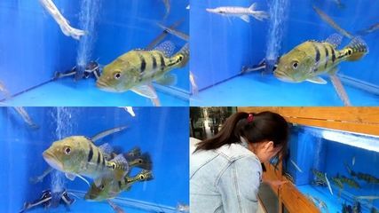 巴西亞魚的正確養(yǎng)法：養(yǎng)巴西亞魚的建議