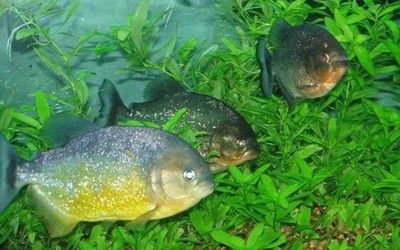 5公分的虎魚喂什么食物：5公分的虎魚喂什么食物喂什么食物，5公分的虎魚喂什么食物 虎魚百科 第1張