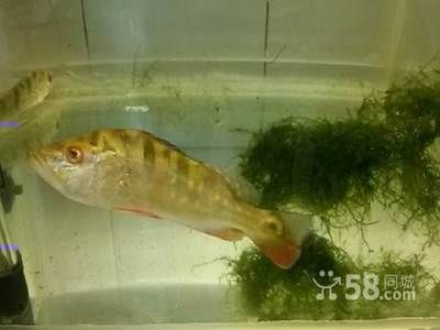 巴西亞魚好養(yǎng)嗎：巴西亞魚的飼養(yǎng)難度 巴西亞魚 第4張