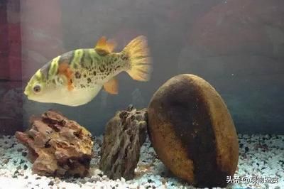 斑馬狗頭魚(yú)缸：斑馬狗頭魚(yú)的養(yǎng)殖方法 斑馬狗頭魚(yú) 第1張