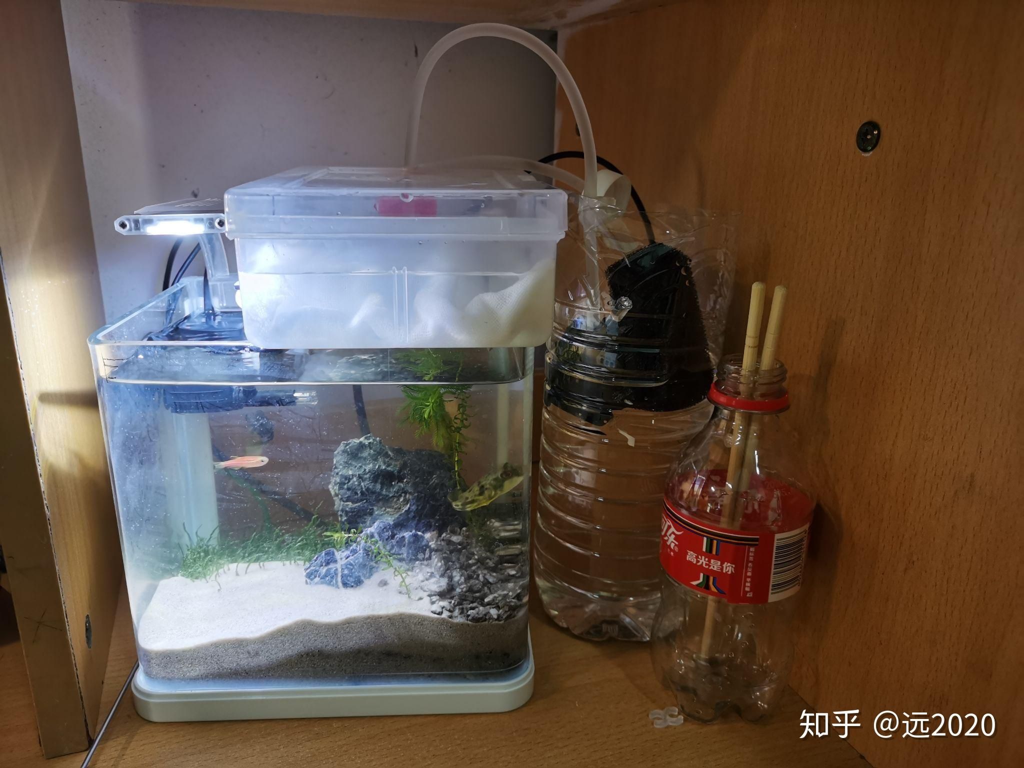 斑馬狗頭魚缸怎么布置：斑馬狗頭魚的飼養(yǎng)技巧 斑馬狗頭魚 第2張